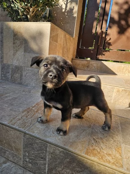 Pisellino 2 mesi taglia contenuta | Foto 0