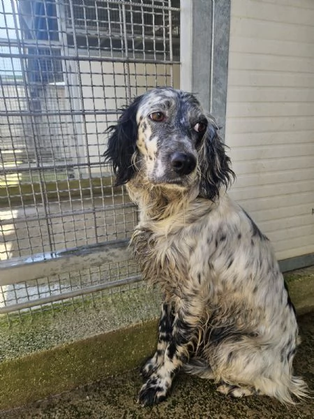Coccinella giovane dolcissima setterina  | Foto 3