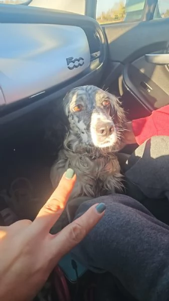 Coccinella giovane dolcissima setterina  | Foto 4