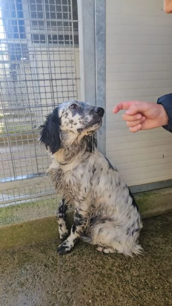 Coccinella giovane dolcissima setterina  | Foto 2