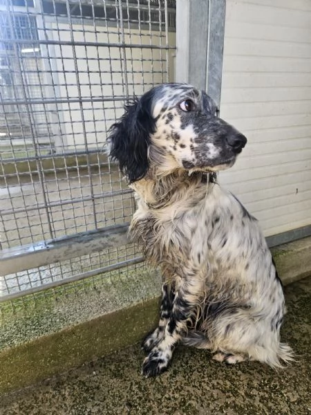 Coccinella giovane dolcissima setterina 