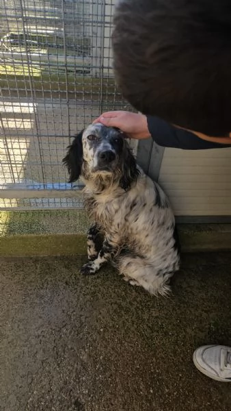 Coccinella giovane dolcissima setterina  | Foto 1