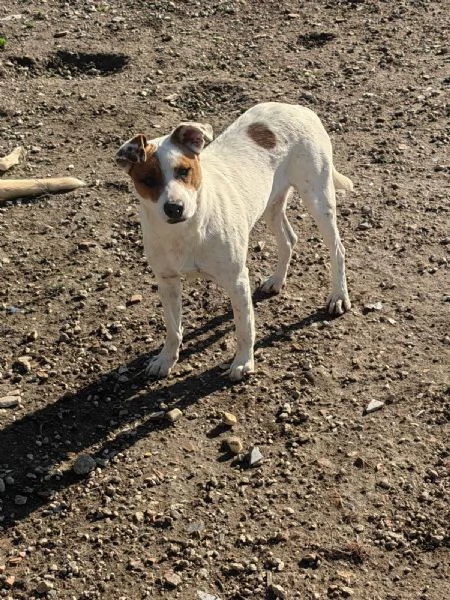 Loky 10 mesi taglia contenuta socievole 