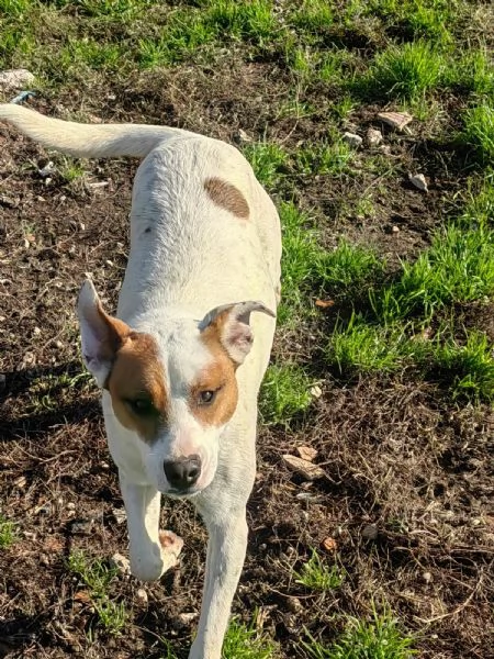 Loky 10 mesi taglia contenuta socievole  | Foto 4