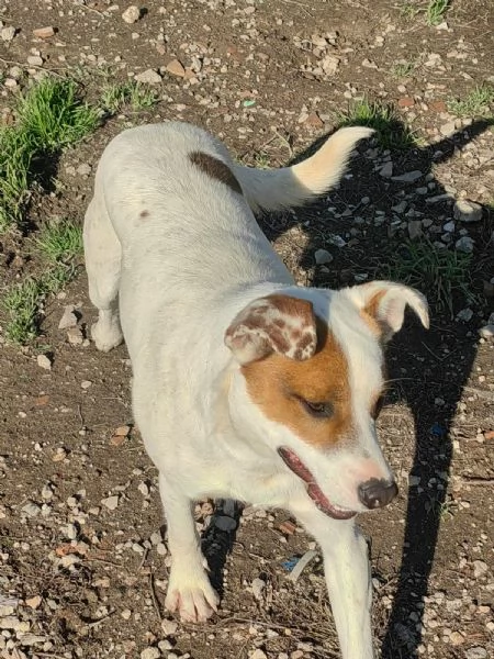 Loky 10 mesi taglia contenuta socievole  | Foto 3