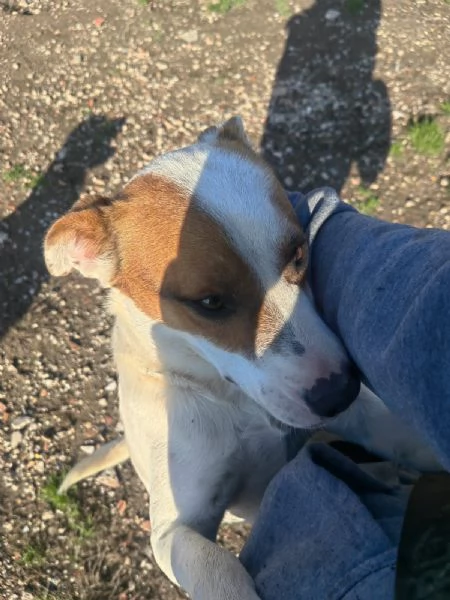 Loky 10 mesi taglia contenuta socievole  | Foto 2