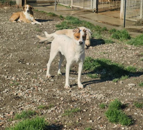 Loky 10 mesi taglia contenuta socievole  | Foto 1