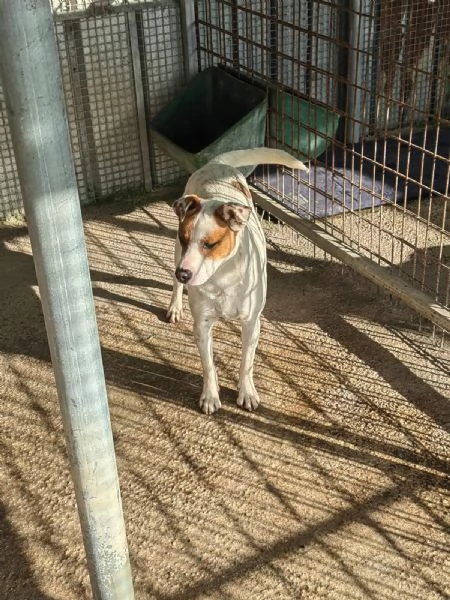 Loky 10 mesi taglia contenuta socievole  | Foto 1