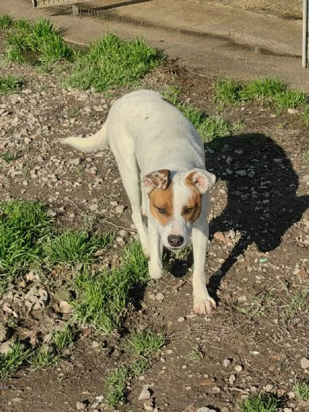 Loky 10 mesi taglia contenuta socievole  | Foto 0