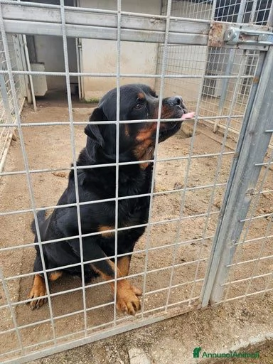 Ares rottweiler equilibrato e socievole  | Foto 6