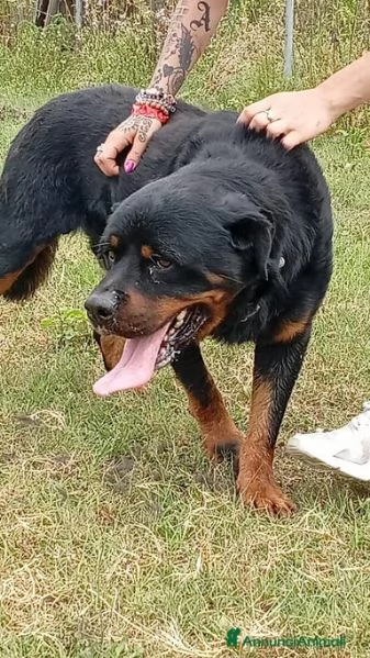 Ares rottweiler equilibrato e socievole  | Foto 5