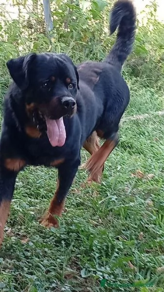 Ares rottweiler equilibrato e socievole  | Foto 4
