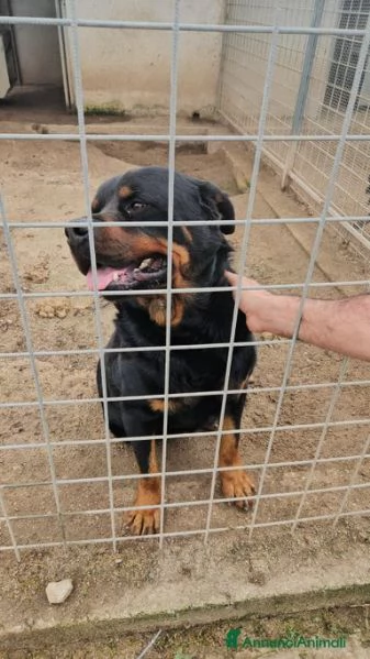 Ares rottweiler equilibrato e socievole  | Foto 3