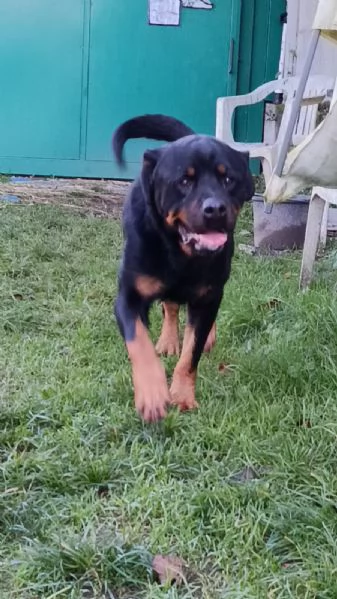 Ares rottweiler equilibrato e socievole 