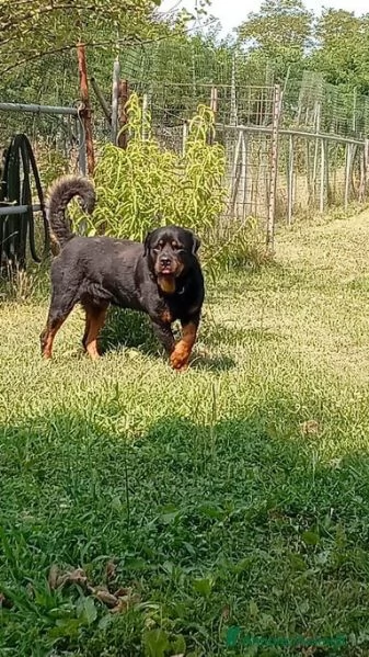 Ares rottweiler equilibrato e socievole  | Foto 2