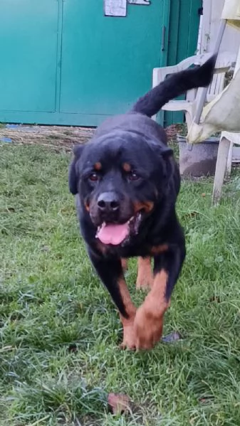 Ares rottweiler equilibrato e socievole  | Foto 1