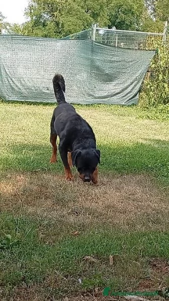 Ares rottweiler equilibrato e socievole  | Foto 0