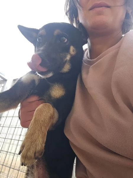 Nadir lupetto taglia piccola socievole e coccolone  | Foto 6