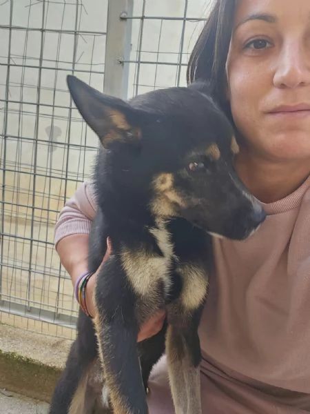 Nadir lupetto taglia piccola socievole e coccolone 