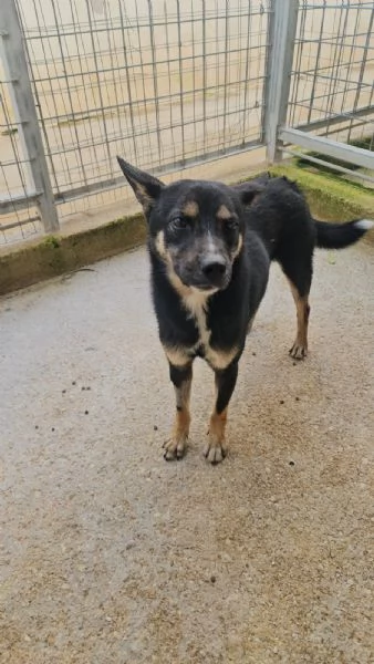 Nadir lupetto taglia piccola socievole e coccolone  | Foto 4