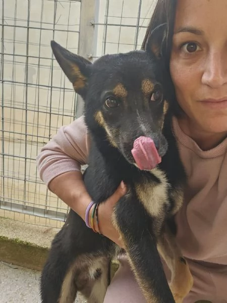 Nadir lupetto taglia piccola socievole e coccolone  | Foto 3