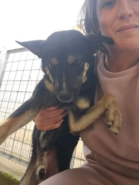 Nadir lupetto taglia piccola socievole e coccolone  | Foto 2