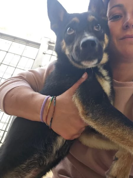 Nadir lupetto taglia piccola socievole e coccolone  | Foto 1