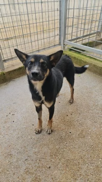 Nadir lupetto taglia piccola socievole e coccolone  | Foto 0