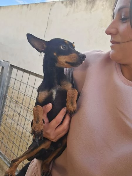 Zenit simil pinscherino dolce e timido  | Foto 2