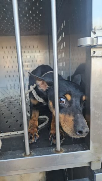 Zenit simil pinscherino dolce e timido  | Foto 1