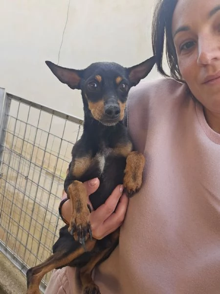 Zenit simil pinscherino dolce e timido 