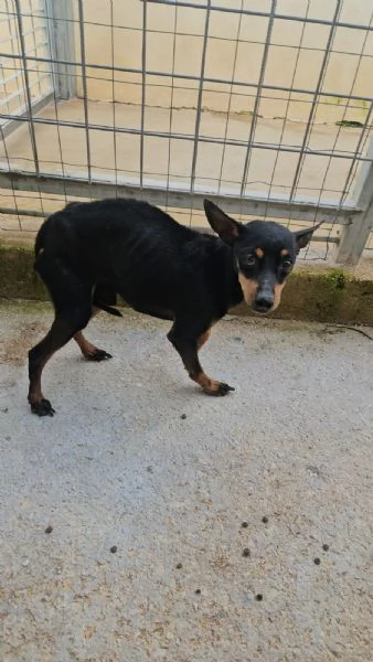 Zenit simil pinscherino dolce e timido  | Foto 0