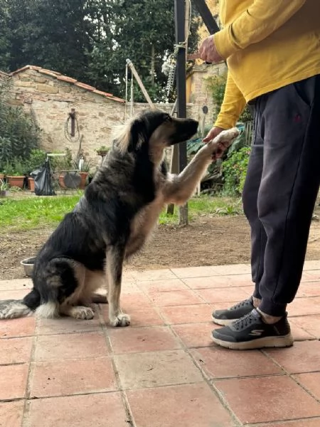Cora giovane pastorina taglia grande  | Foto 2