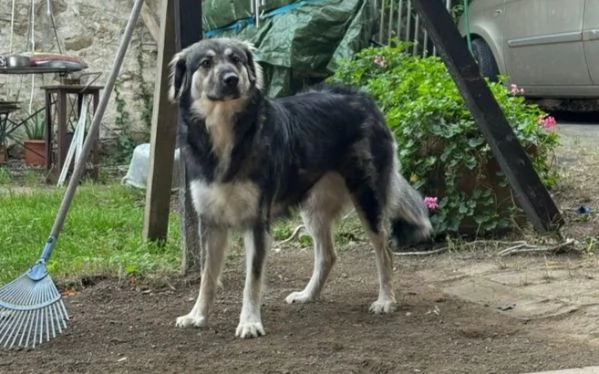 Cora giovane pastorina taglia grande  | Foto 1