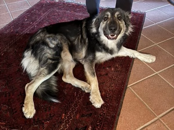 Cora giovane pastorina taglia grande 