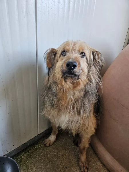 Vanny una vita in canile animo docile e socievole | Foto 6