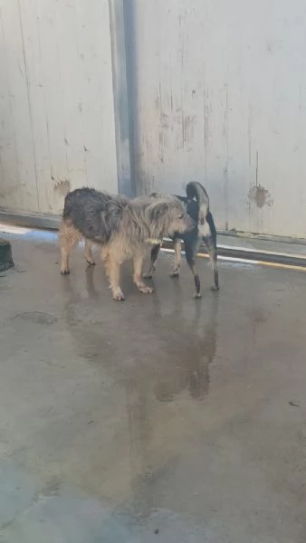 Vanny una vita in canile animo docile e socievole | Foto 5