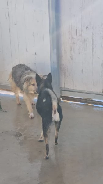 Vanny una vita in canile animo docile e socievole | Foto 4