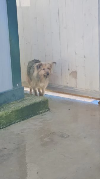 Vanny una vita in canile animo docile e socievole | Foto 3