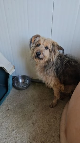 Vanny una vita in canile animo docile e socievole | Foto 2