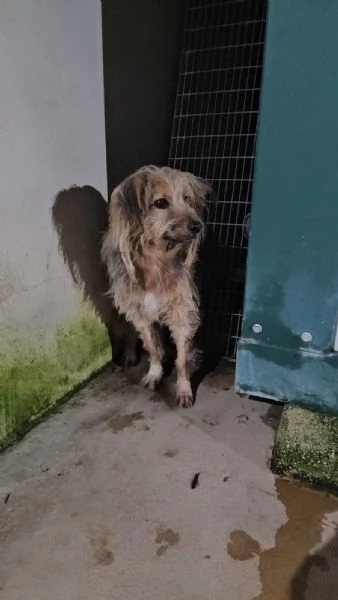 Vanny una vita in canile animo docile e socievole | Foto 1