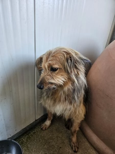 Vanny una vita in canile animo docile e socievole | Foto 0