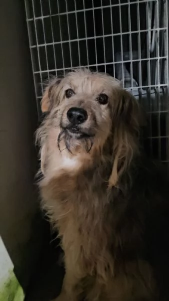 Vanny una vita in canile animo docile e socievole