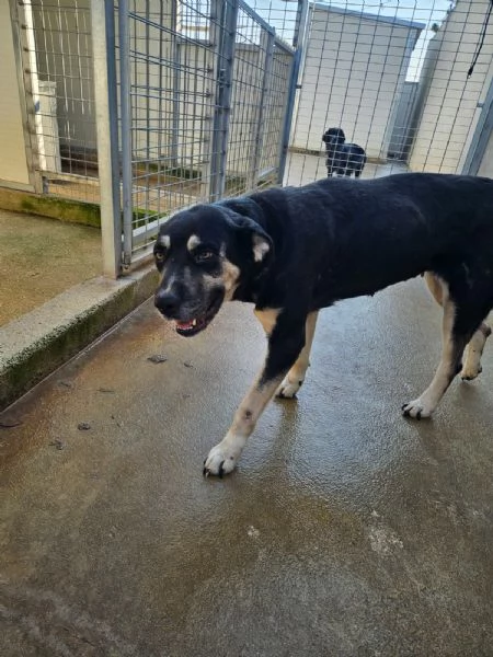 Fabrizia taglia grande dolce ed equilibrata  | Foto 3