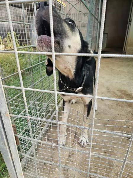 Fabrizia taglia grande dolce ed equilibrata  | Foto 0