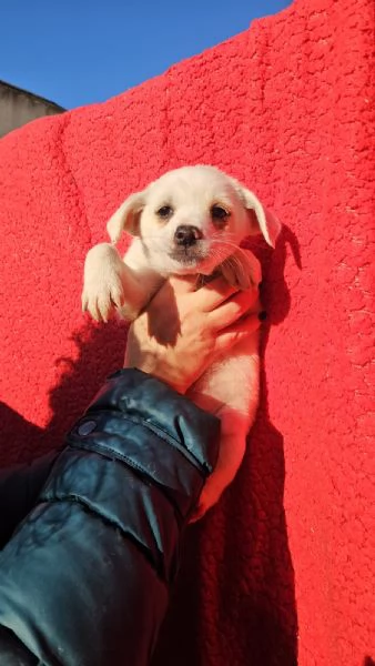 Ester 2 mesi taglia piccola 