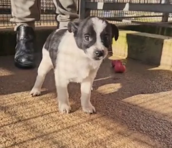 Selene cucciola taglia piccola  | Foto 0