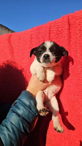 Selene cucciola taglia piccola 