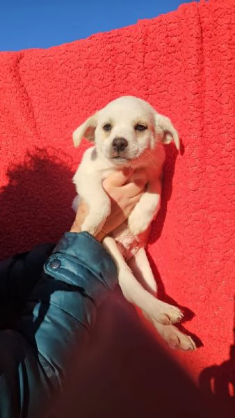 Antos 2 mesi taglia piccola 