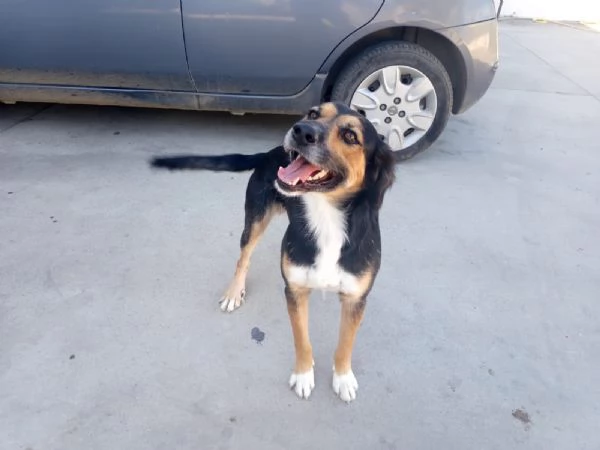 Gigio 2 anni socievole equilibrato  | Foto 3